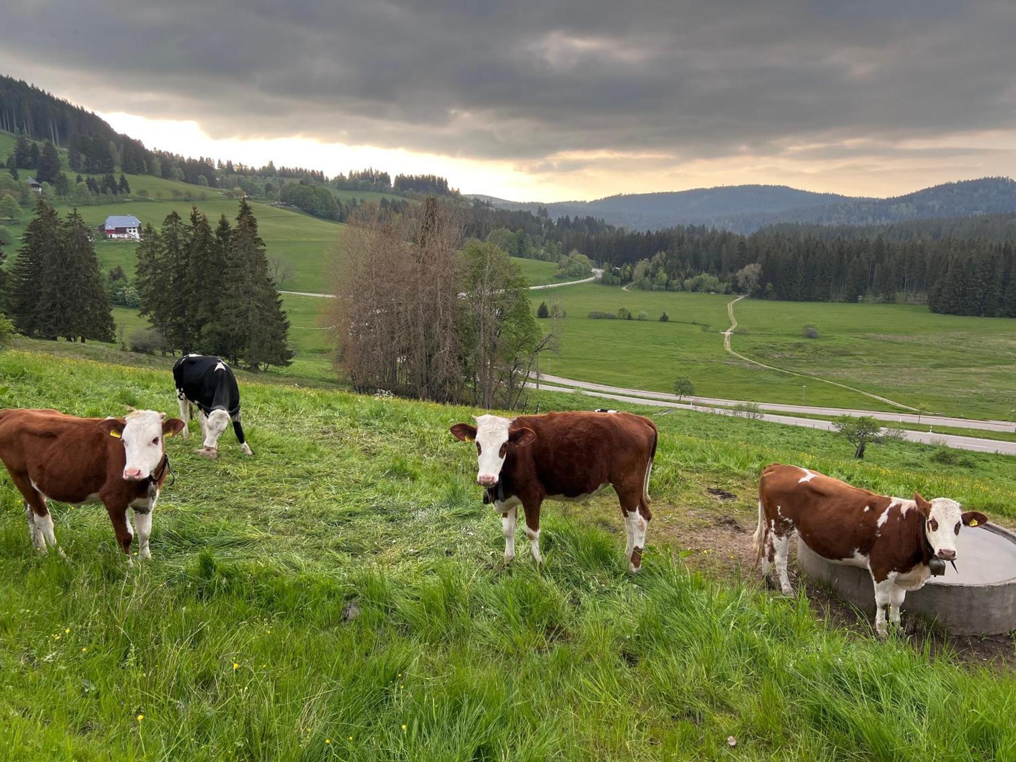 Schwarzwald-Hotel Kraeutle Feldberg  Kültér fotó